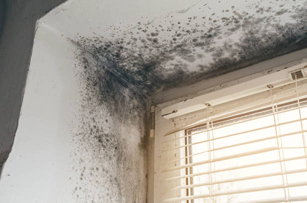 Affordable Mold Removal solutions in Hayes, VA